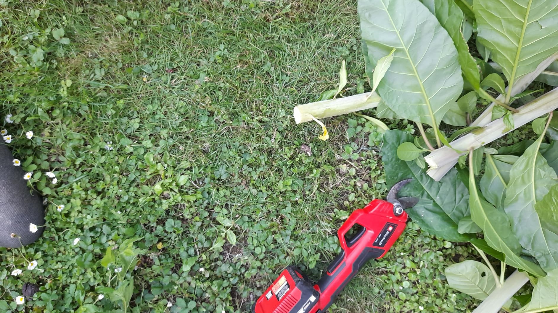 Perfekt für den Baumschnitt im Herbst