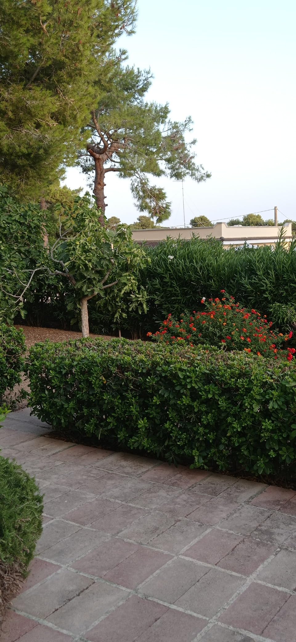 Meine Hecke hat nie besser ausgesehen