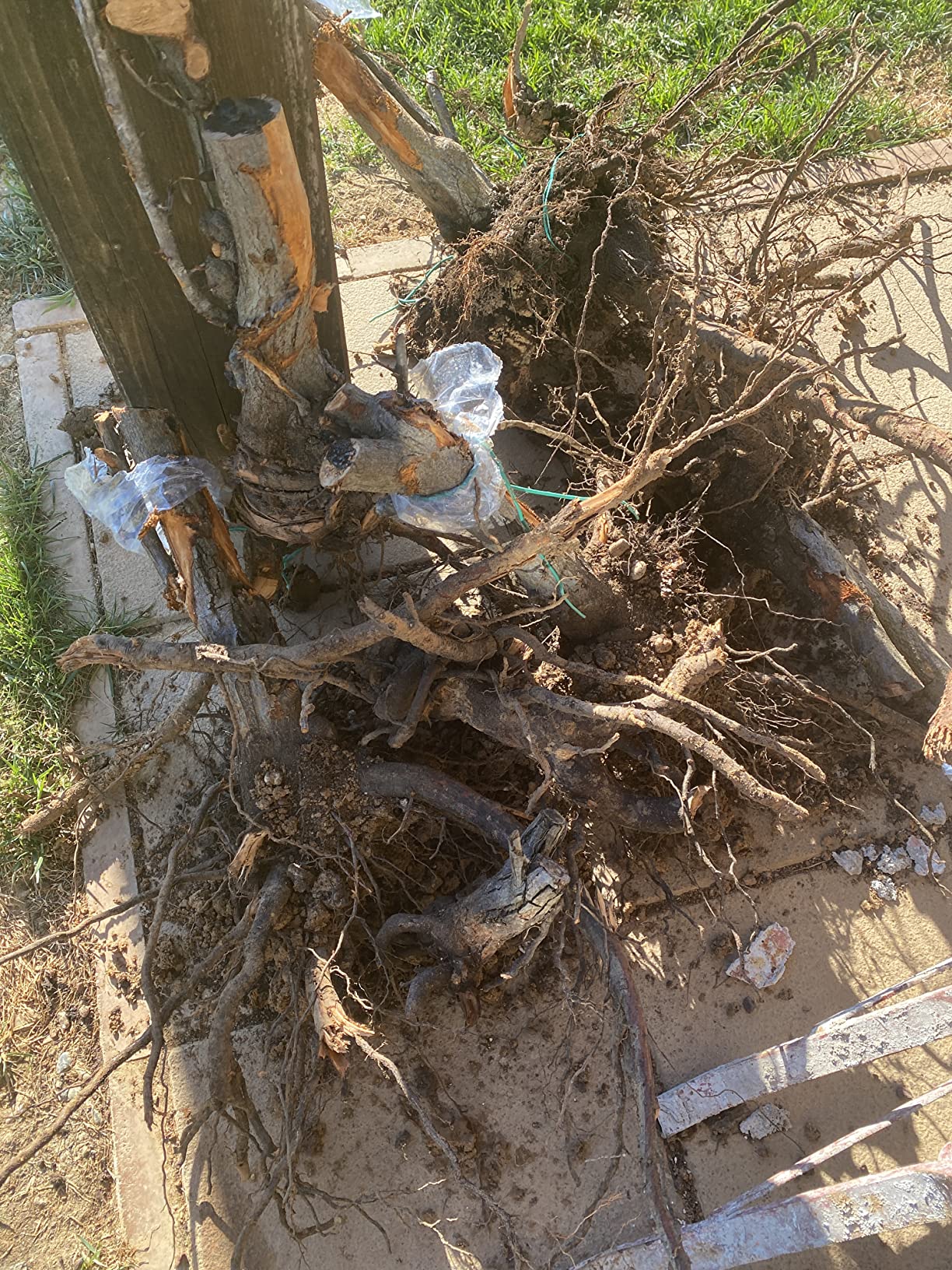 Gutes Gerät für den Garten